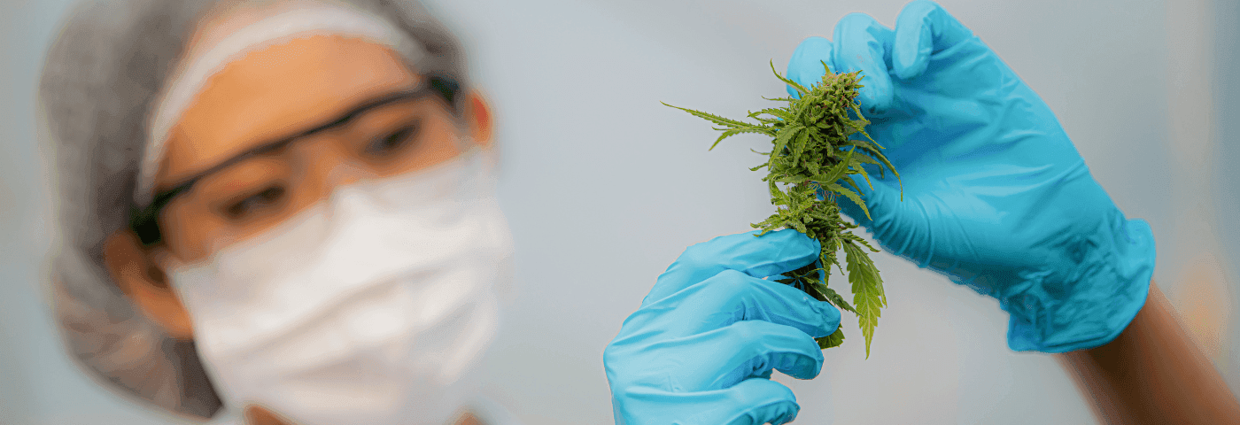 Frau prüft Cannabis Blüte mit blauen Handschuhen